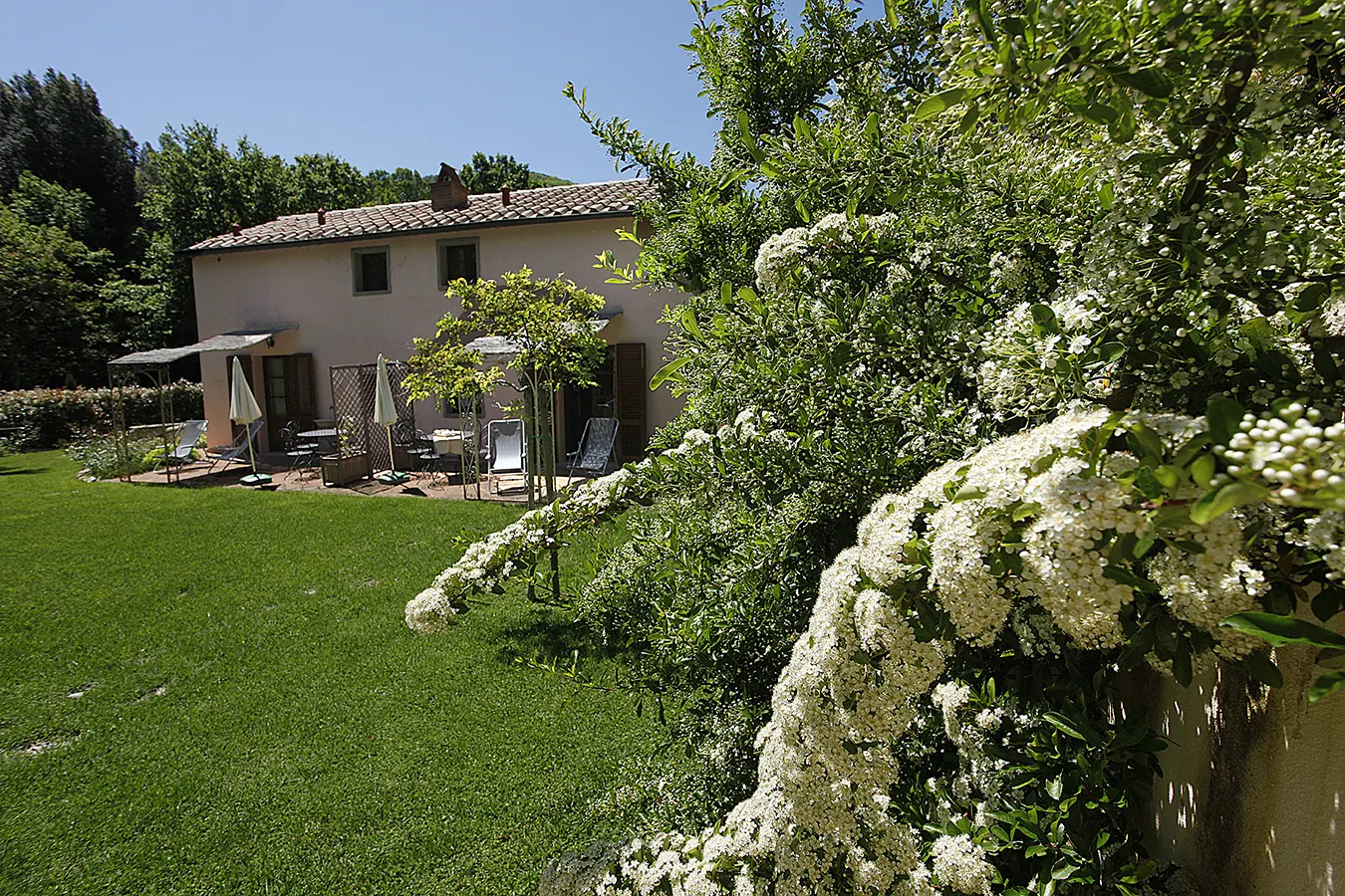 Giardino con prato, casa con patio e arbusti fioriti bianchi in primo piano