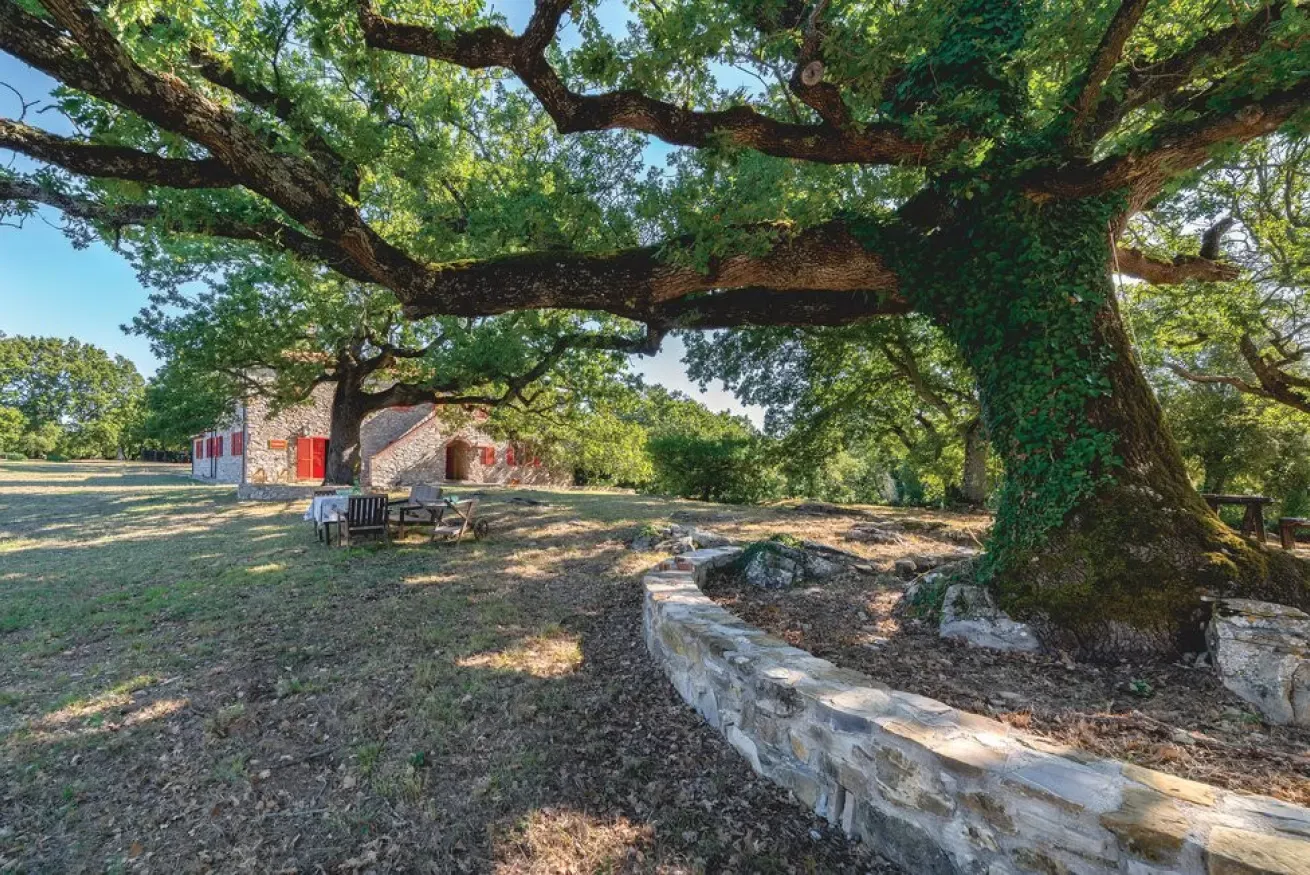 Large oak tree beside a stone house with red shutters in a shaded yard