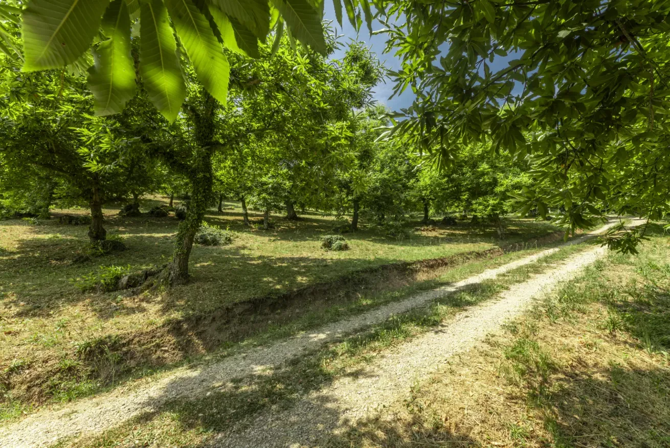 49-casetta-la-rossina-vialetto-tra-alberi