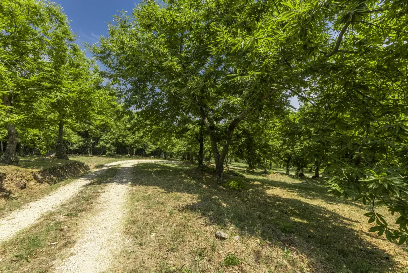 51-casetta-la-rossina-strada-bianca-ombreggiata