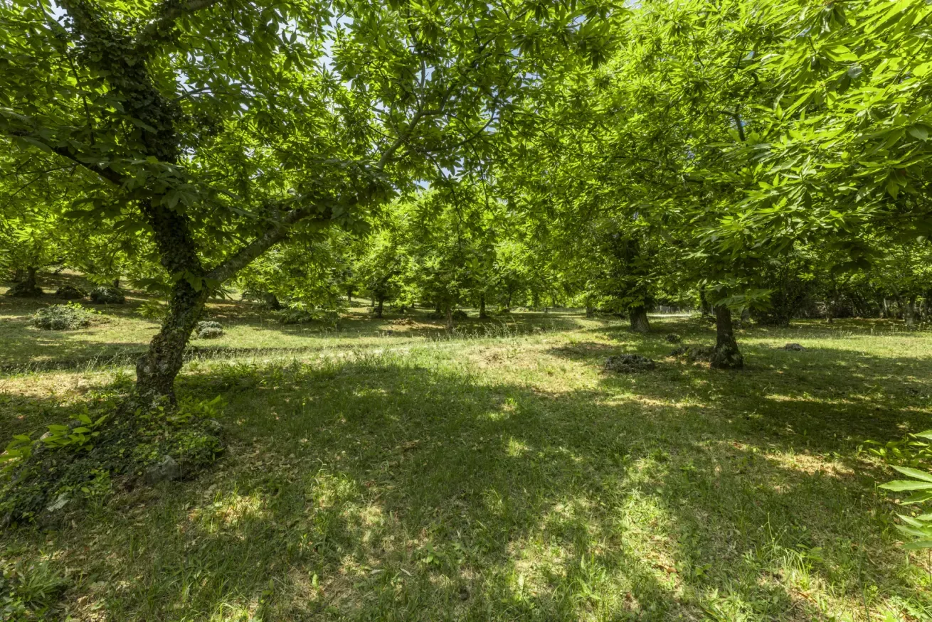 52-casetta-la-rossina-giardino-alberi-ombreggiato