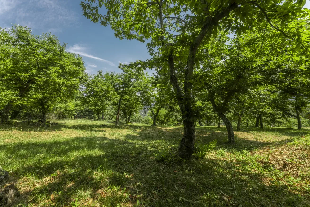 53-casetta-la-rossina-giardino-alberi-verdi